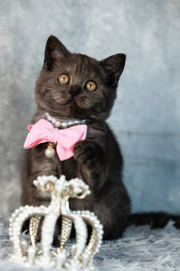 A fluffy dark gray scottish straight kitten with orange eyes wearing a pearl collar with a pink bow and charm