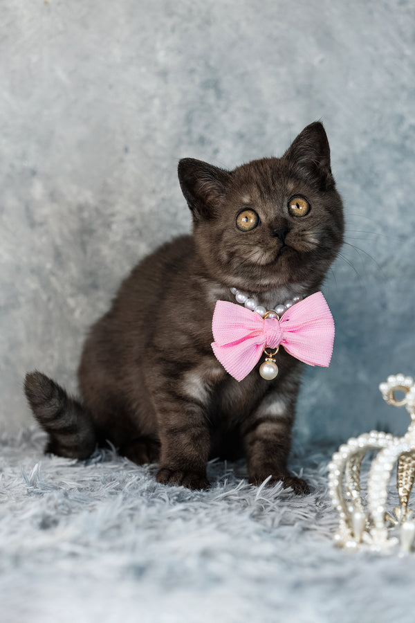 A charming dark gray scottish straight kitten with orange eyes wearing a pink fabric bow tie with pearls and pendant