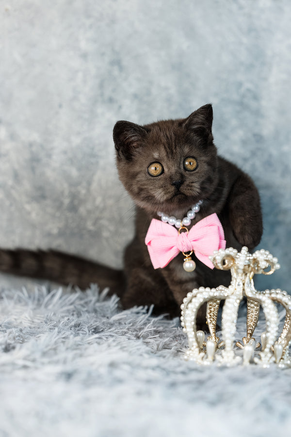 A charming scottish straight kitten with black silver marble fur orange eyes wearing a pearl necklace and pink bow tie