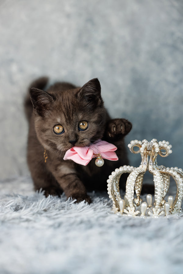 A delicate pearl-encrusted crown with gold frame and teardrop pearls perfect for a scottish straight kitten with orange eyes