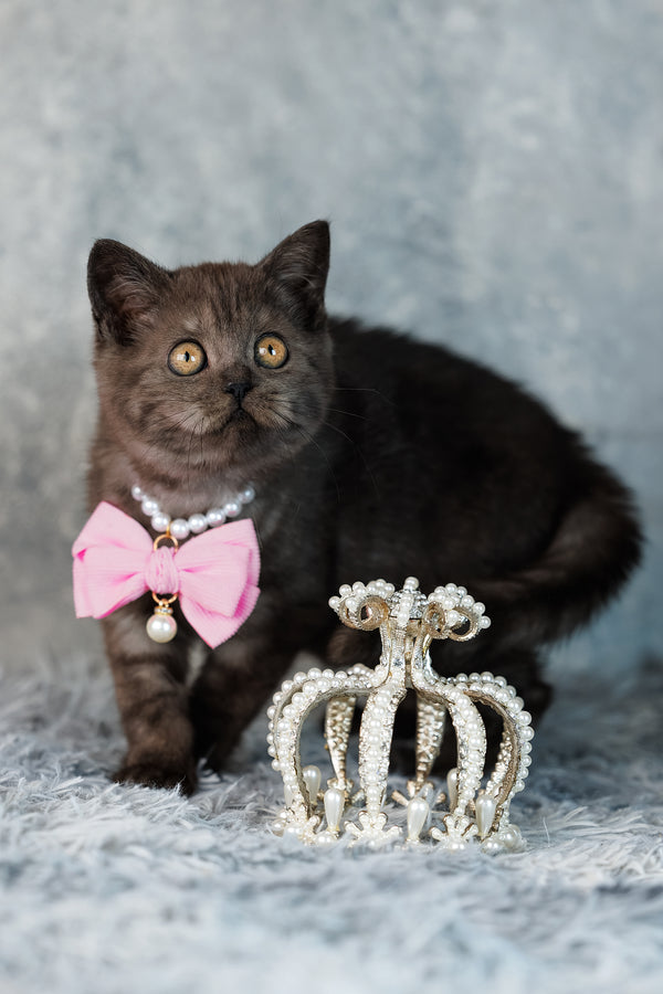 A delicate silver tiara with rhinestones and pearl border, perfect for a scottish straight kitten with orange eyes