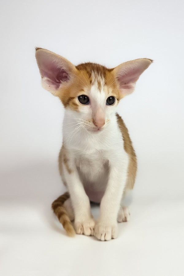 Umami | Oriental Shorthair Kitten