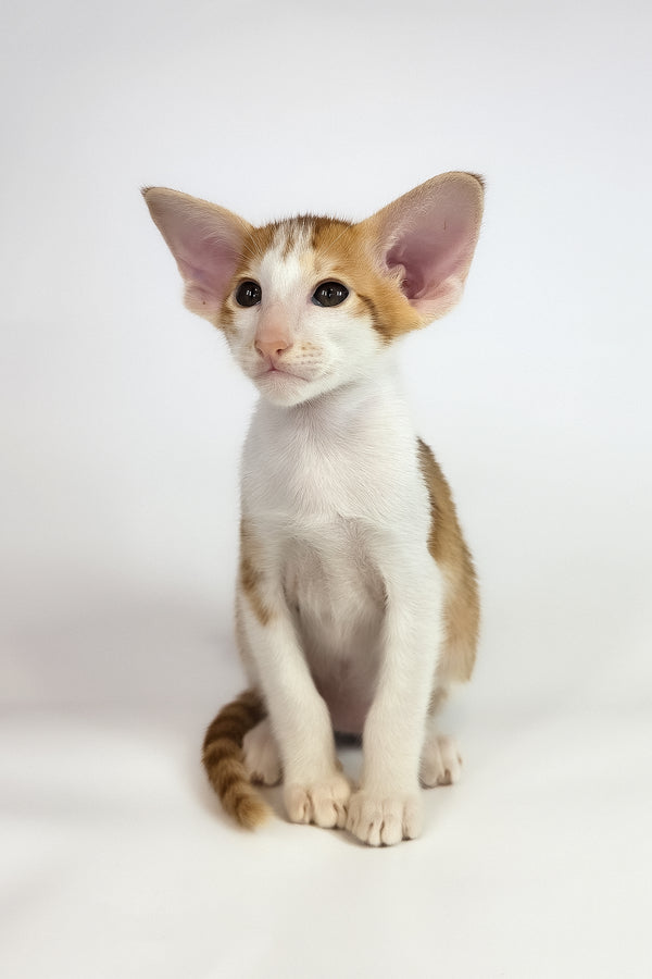 Umami | Oriental Shorthair Kitten