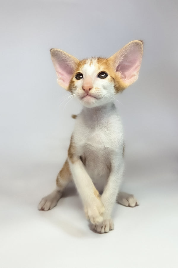 Umami | Oriental Shorthair Kitten