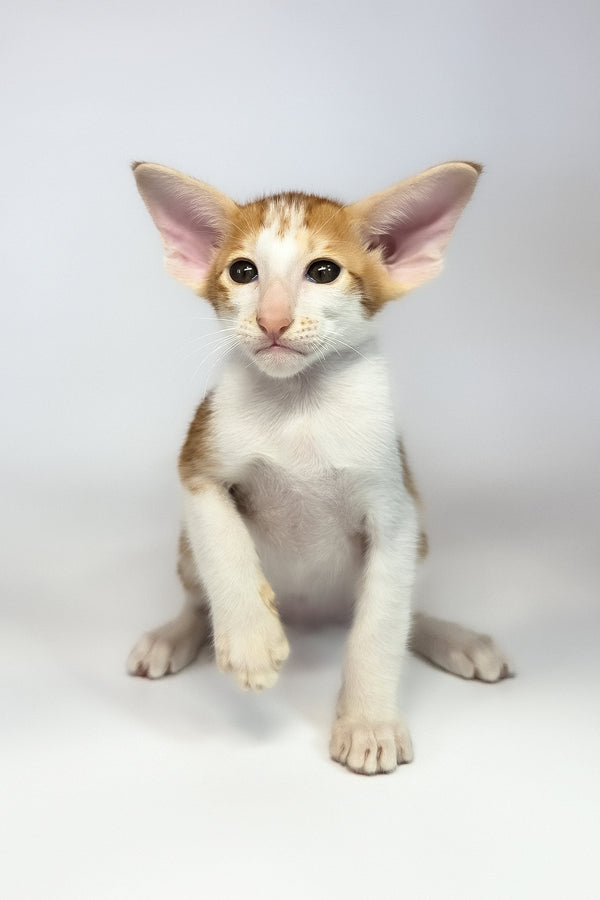 Umami | Oriental Shorthair Kitten