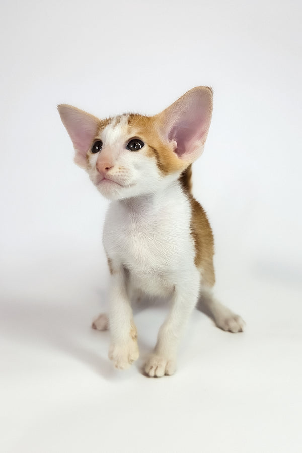 Umami | Oriental Shorthair Kitten