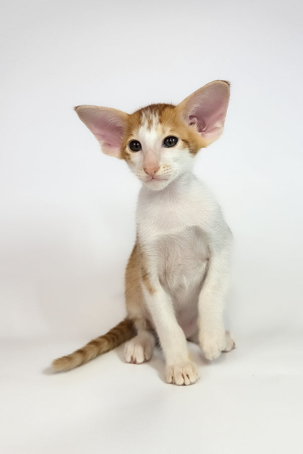 Umami | Oriental Shorthair Kitten