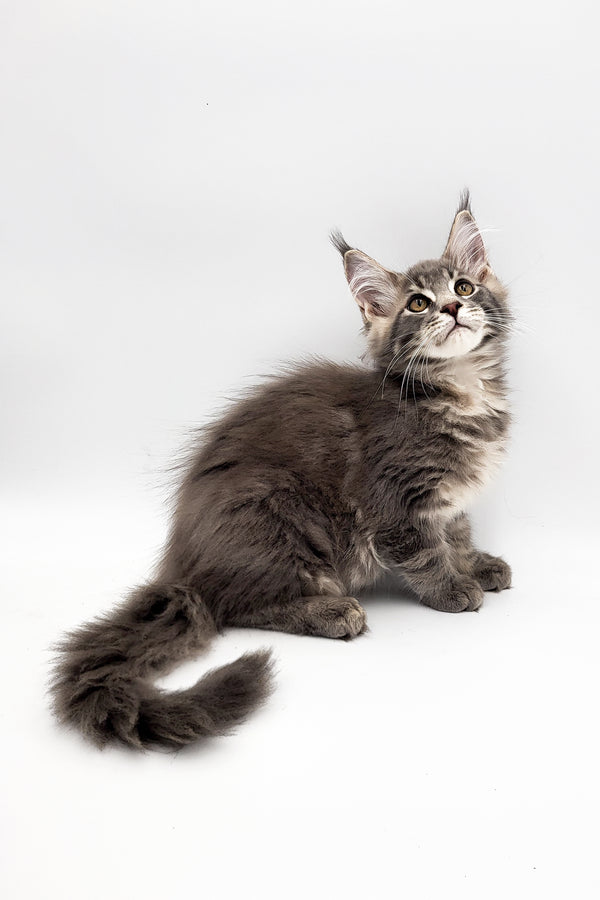 Umar | Maine Coon Kitten