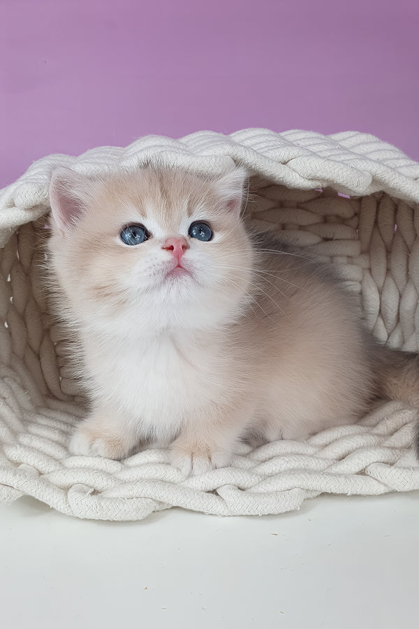 Umberto | British Shorthair Kitten