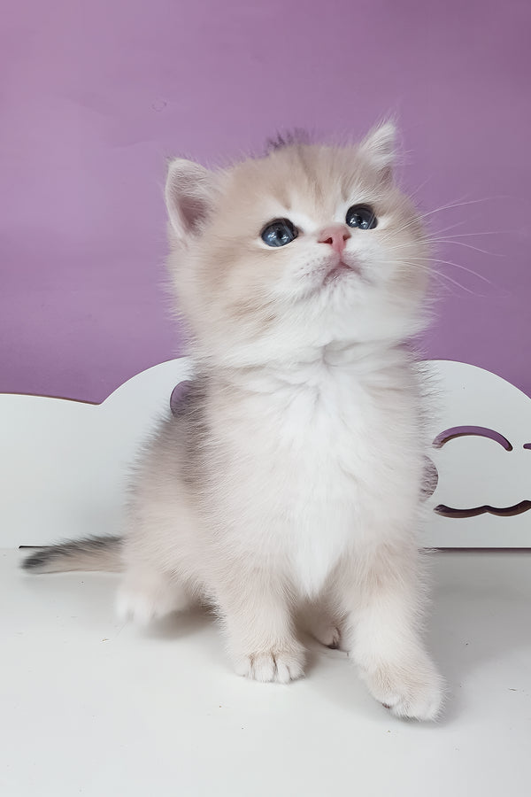 Umberto | British Shorthair Kitten