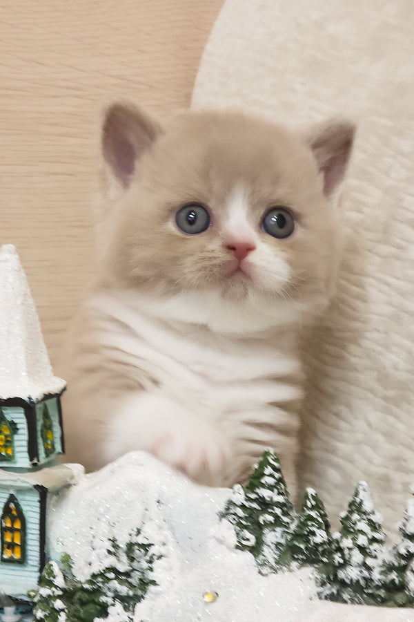 Umka | British Shorthair Kitten