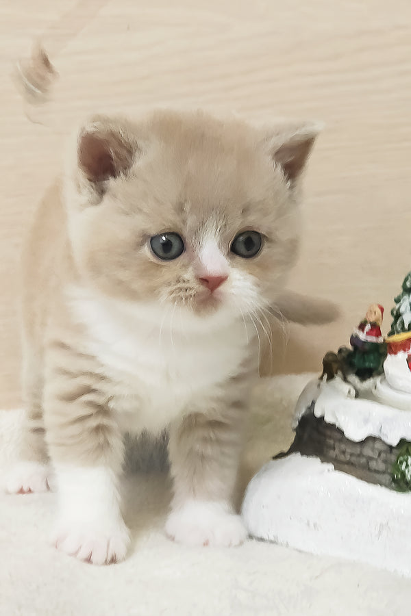 Umka | British Shorthair Kitten