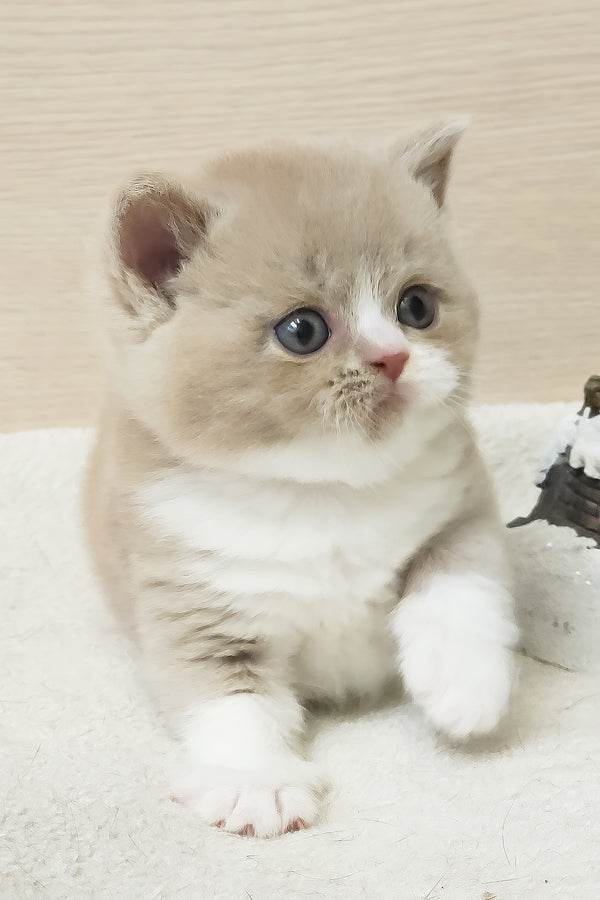 Umka | British Shorthair Kitten