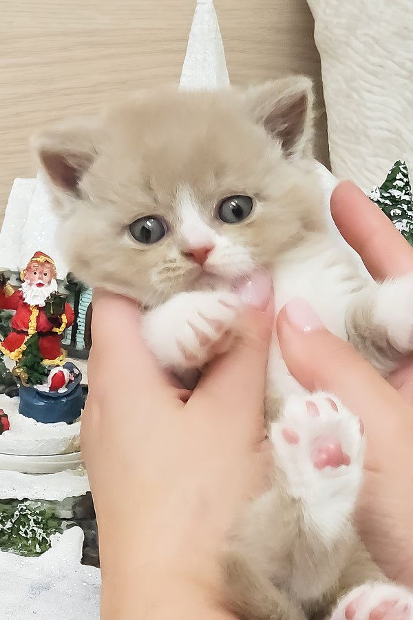 Umka | British Shorthair Kitten