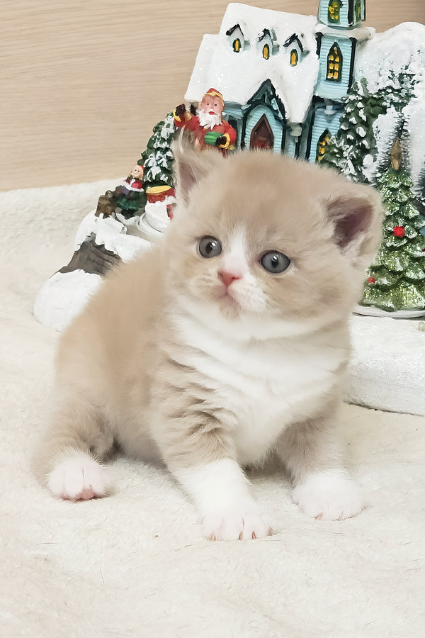 Umka | British Shorthair Kitten