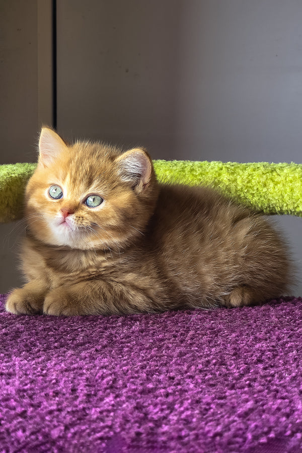 Umi | British Shorthair Kitten