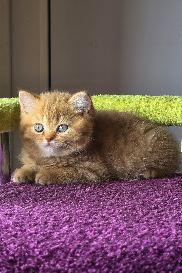 Umi | British Shorthair Kitten