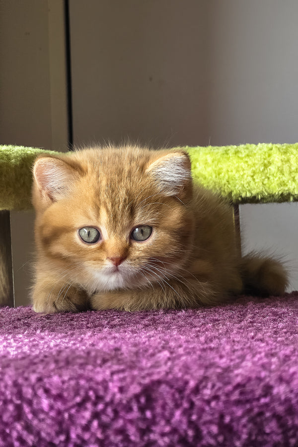 Umi | British Shorthair Kitten