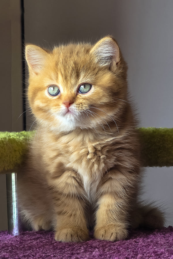 Umi | British Shorthair Kitten