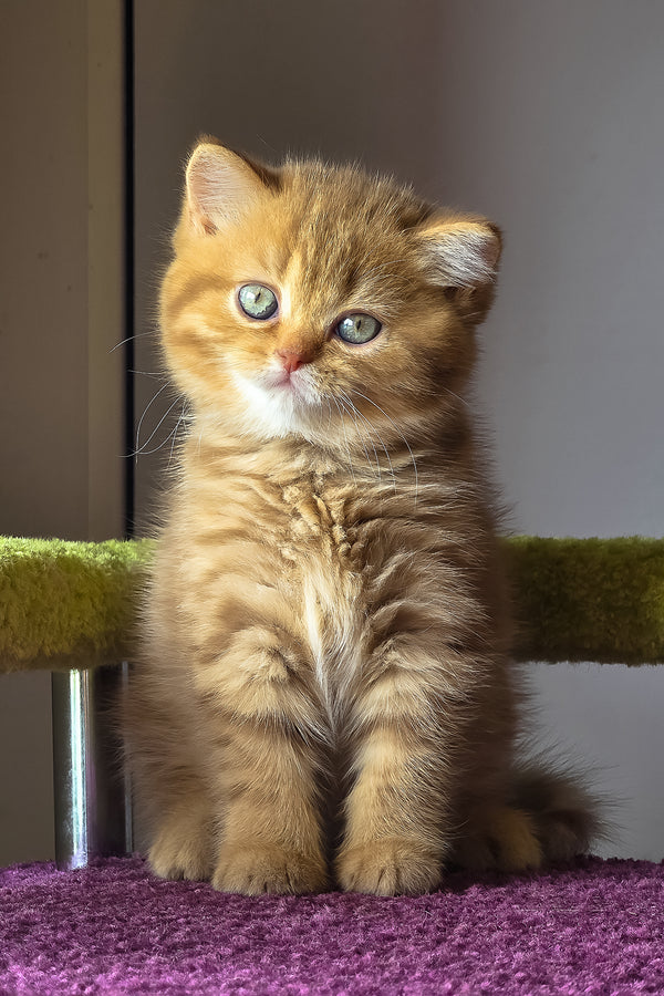 Umi | British Shorthair Kitten