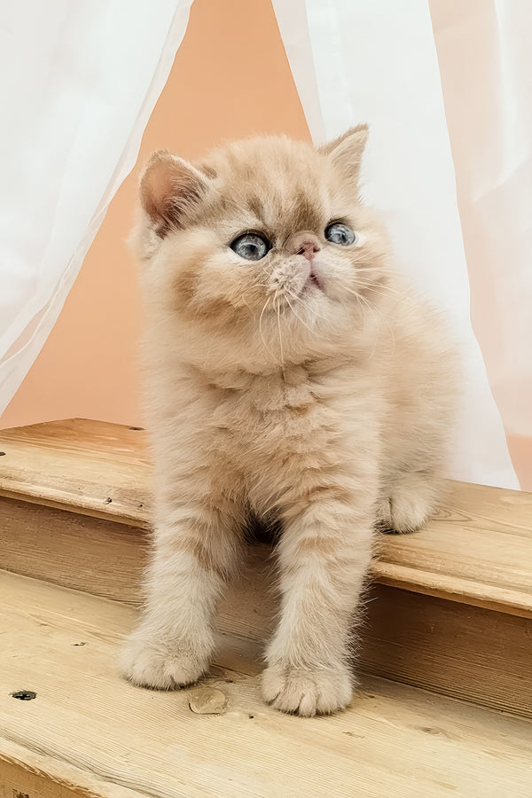 Una | Exotic Shorthair Kitten