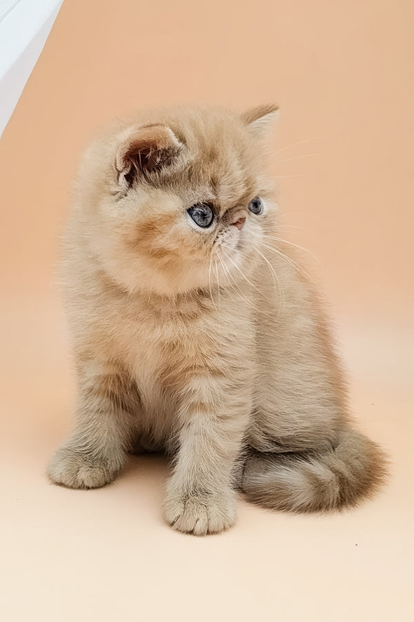Una | Exotic Shorthair Kitten