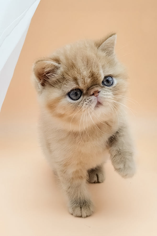 Una | Exotic Shorthair Kitten