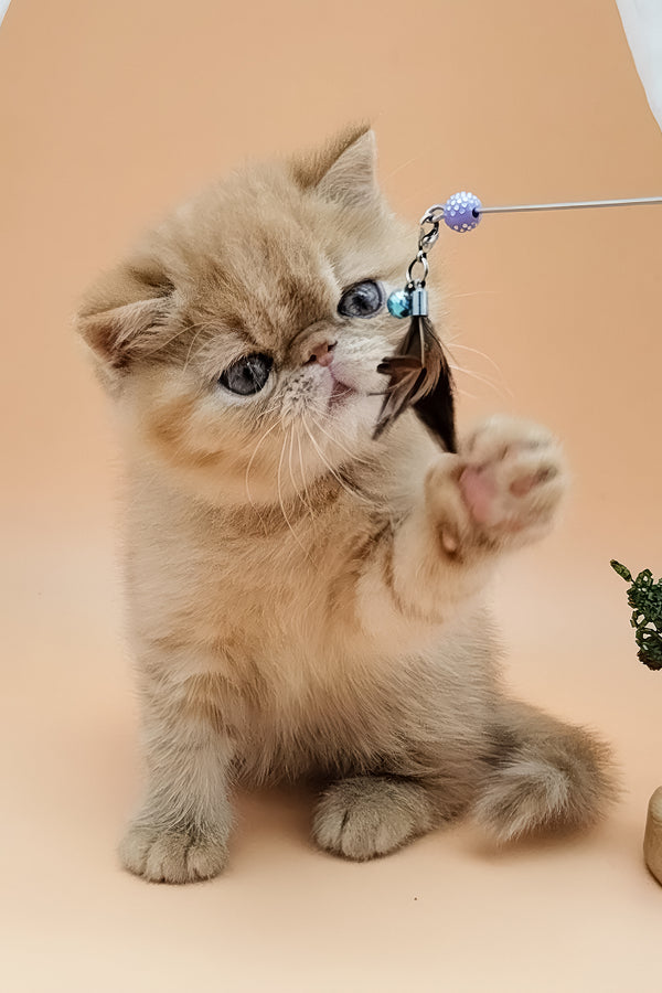 Una | Exotic Shorthair Kitten