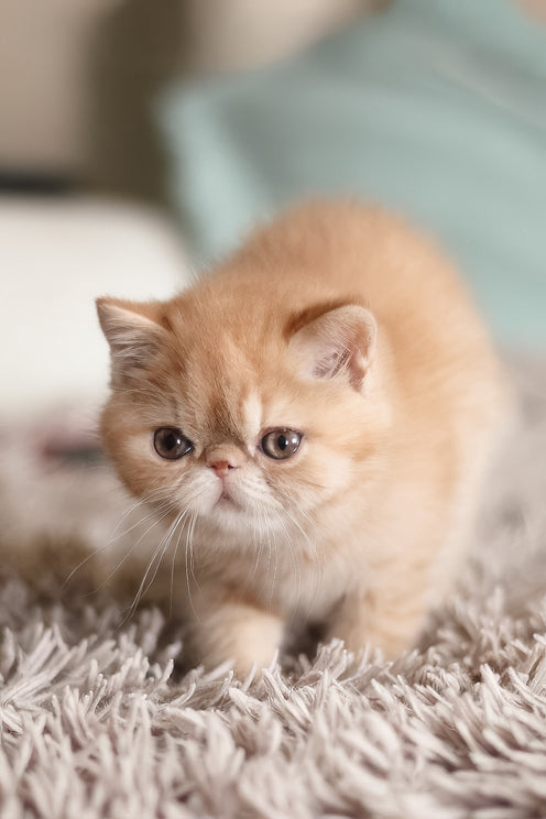 Una | Exotic Shorthair Kitten