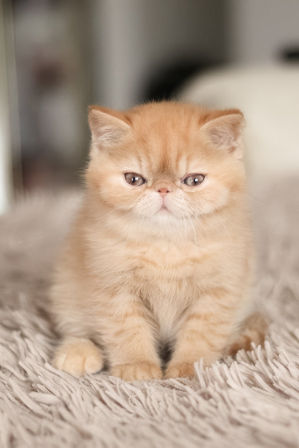 Una | Exotic Shorthair Kitten