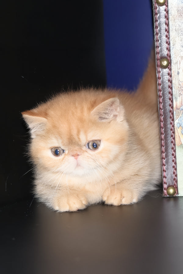 Una | Exotic Shorthair Kitten