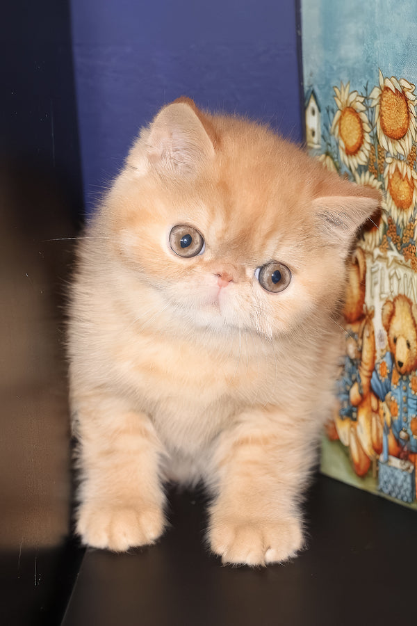 Una | Exotic Shorthair Kitten