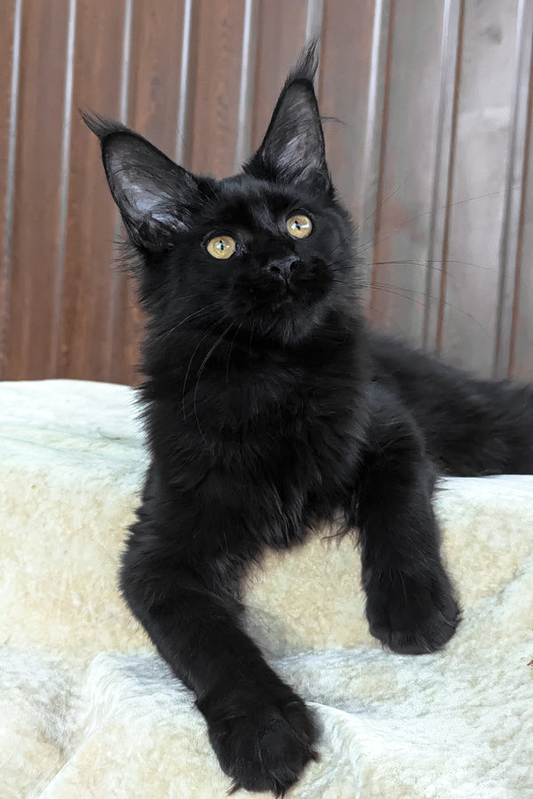 Una | Maine Coon Kitten