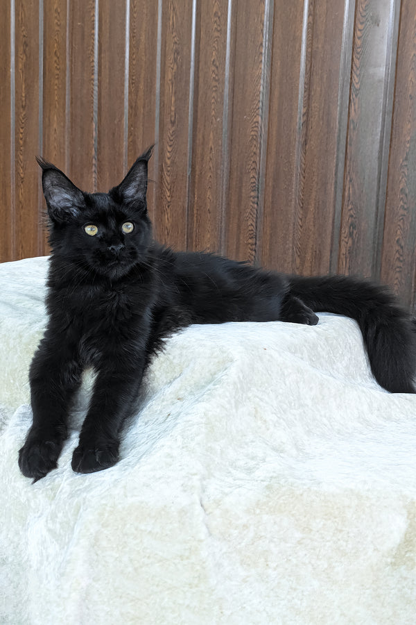 Una | Maine Coon Kitten