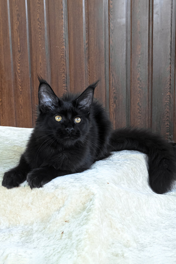 Una | Maine Coon Kitten