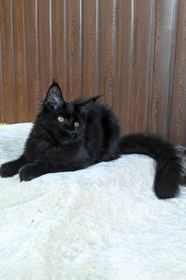 Una | Maine Coon Kitten