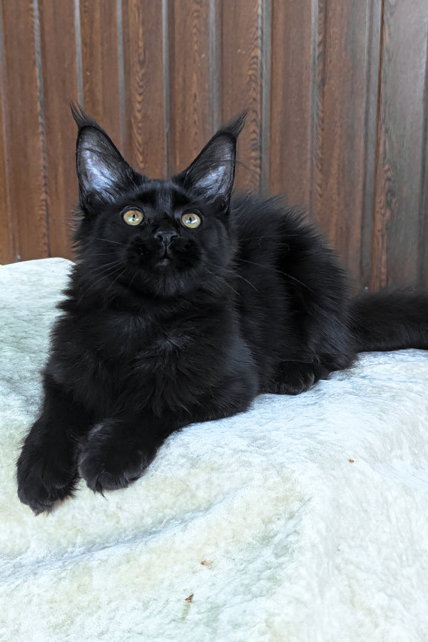 Una | Maine Coon Kitten