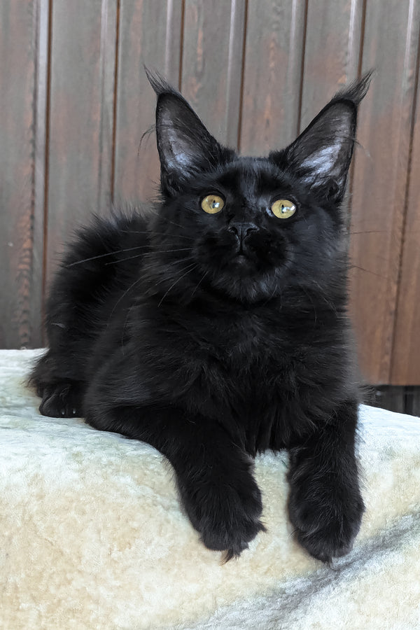 Una | Maine Coon Kitten