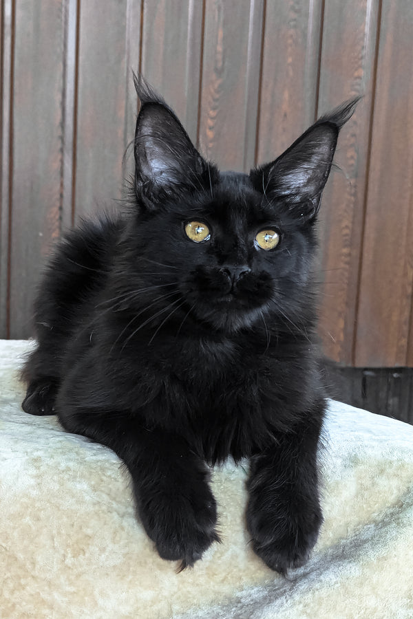 Una | Maine Coon Kitten