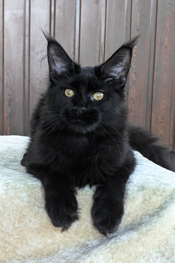 Una | Maine Coon Kitten