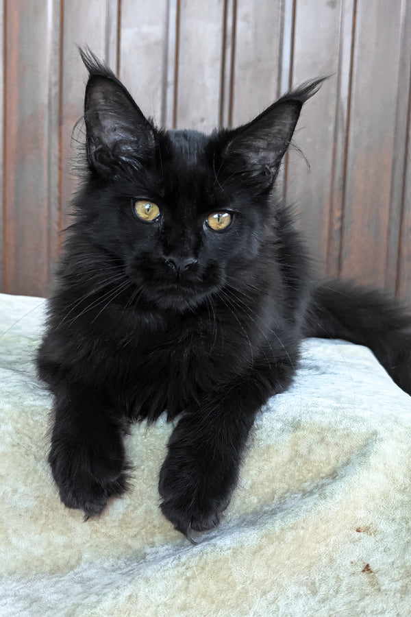 Una | Maine Coon Kitten