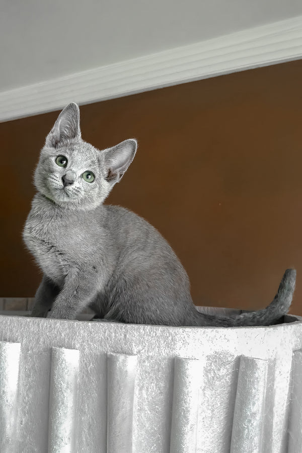 Una | Russian Blue Kitten