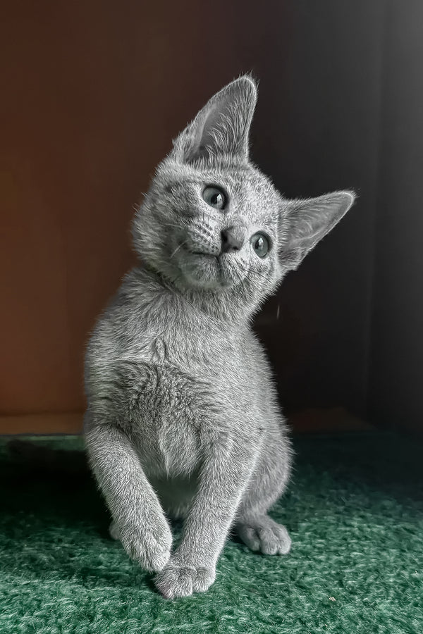 Una | Russian Blue Kitten