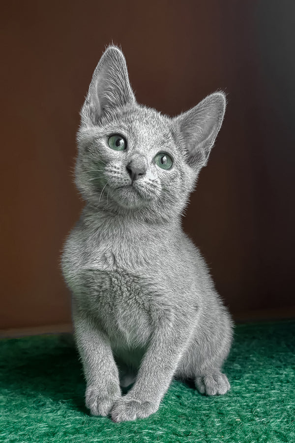 Una | Russian Blue Kitten