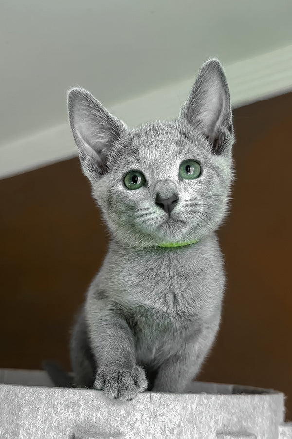 Una | Russian Blue Kitten