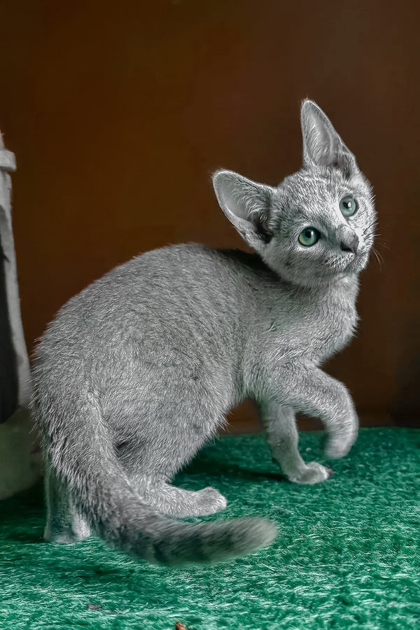Una | Russian Blue Kitten