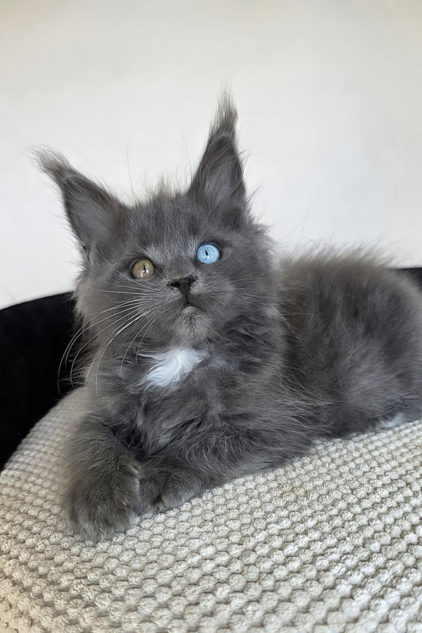 Unice | Maine Coon Kitten