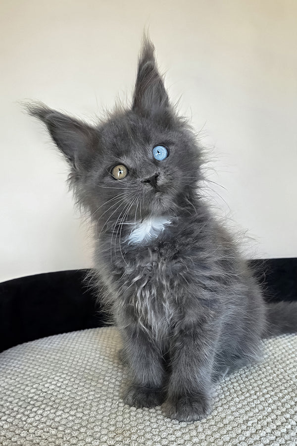 Unice | Maine Coon Kitten