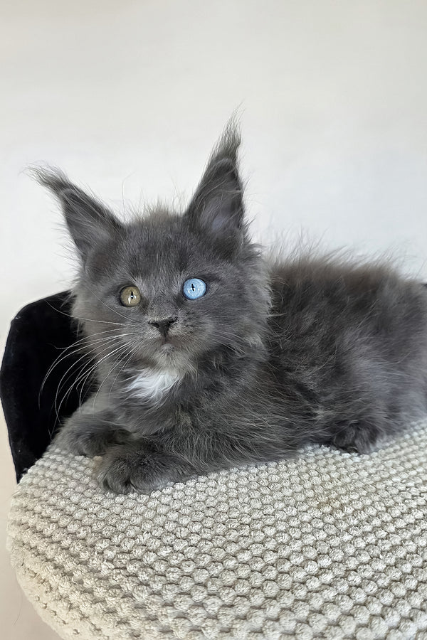 Unice | Maine Coon Kitten