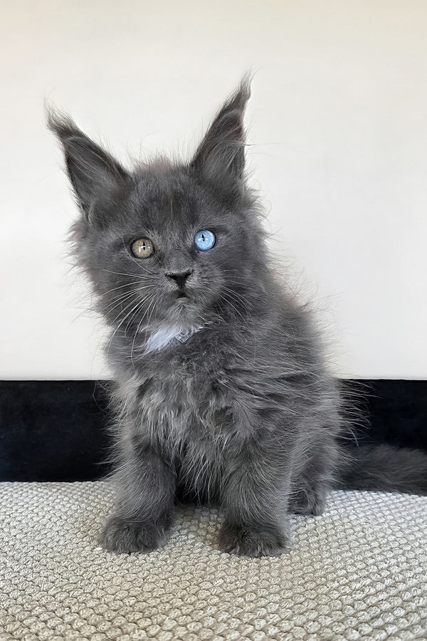 Unice | Maine Coon Kitten